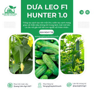 Dưa Leo F1 Hunter 1.0  Hai Mũi Tên (20 hạt/10gram), Hạt Giống Nảy Mầm Tốt, Năng Suất Cao
