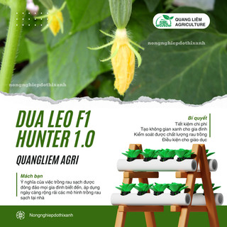 Dưa Leo F1 Hunter 1.0  Hai Mũi Tên (20 hạt/10gram), Hạt Giống Nảy Mầm Tốt, Năng Suất Cao