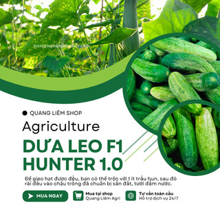 Dưa Leo F1 Hunter 1.0  Hai Mũi Tên (20 hạt/10gram), Hạt Giống Nảy Mầm Tốt, Năng Suất Cao