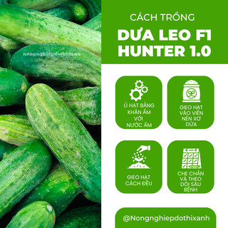 Dưa Leo F1 Hunter 1.0  Hai Mũi Tên (20 hạt/10gram), Hạt Giống Nảy Mầm Tốt, Năng Suất Cao