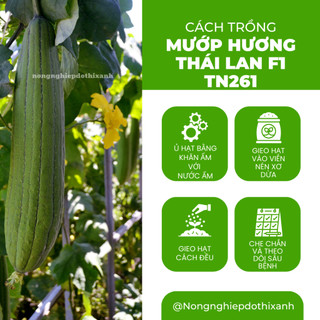 Mướp Hương Thái Lan F1 TN261 Trang Nông (1gr/10gr), hạt giống nảy mầm tốt, năng suất cao