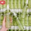 Xịt khoáng lô hội Aspasia Moist Up Face Mist Hàn Quốc 150ml - Nha đam dưỡng trắng da, giữ ẩm