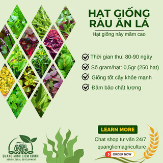 Hạt Giống Rau Ăn Lá RADO Sinh Trưởng Tốt, Trồng Quanh Năm - Hạt Giống Rau Củ Quả Rạng Đông