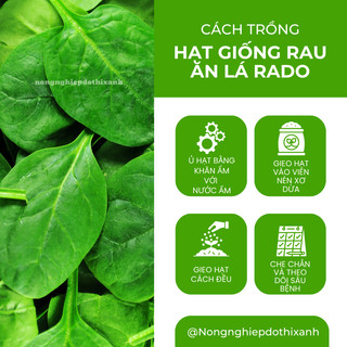 Hạt Giống Rau Ăn Lá RADO Sinh Trưởng Tốt, Trồng Quanh Năm - Hạt Giống Rau Củ Quả Rạng Đông