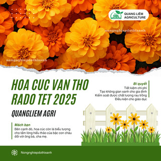 Hạt Giống Hoa Cúc - Vạn Thọ RADO - Rạng Đông, Thời điểm gieo trồng hoa Tết 2025 trổ hoa đúng ngày