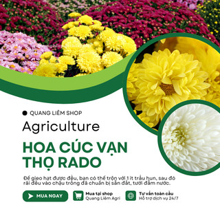 Hạt Giống Hoa Cúc - Vạn Thọ RADO - Rạng Đông, Thời điểm gieo trồng hoa Tết 2025 trổ hoa đúng ngày