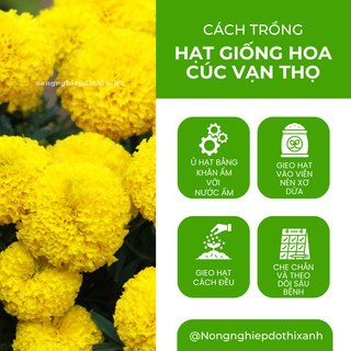 Hạt Giống Hoa Cúc - Vạn Thọ RADO - Rạng Đông, Thời điểm gieo trồng hoa Tết 2025 trổ hoa đúng ngày