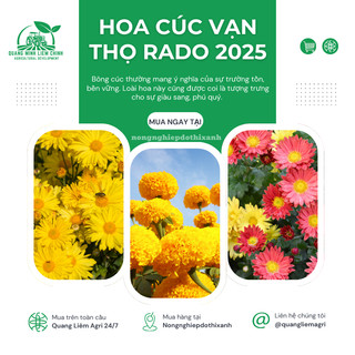 Hạt Giống Hoa Cúc - Vạn Thọ RADO - Rạng Đông, Thời điểm gieo trồng hoa Tết 2025 trổ hoa đúng ngày