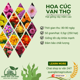 Hạt Giống Hoa Cúc - Vạn Thọ RADO - Rạng Đông, Thời điểm gieo trồng hoa Tết 2025 trổ hoa đúng ngày