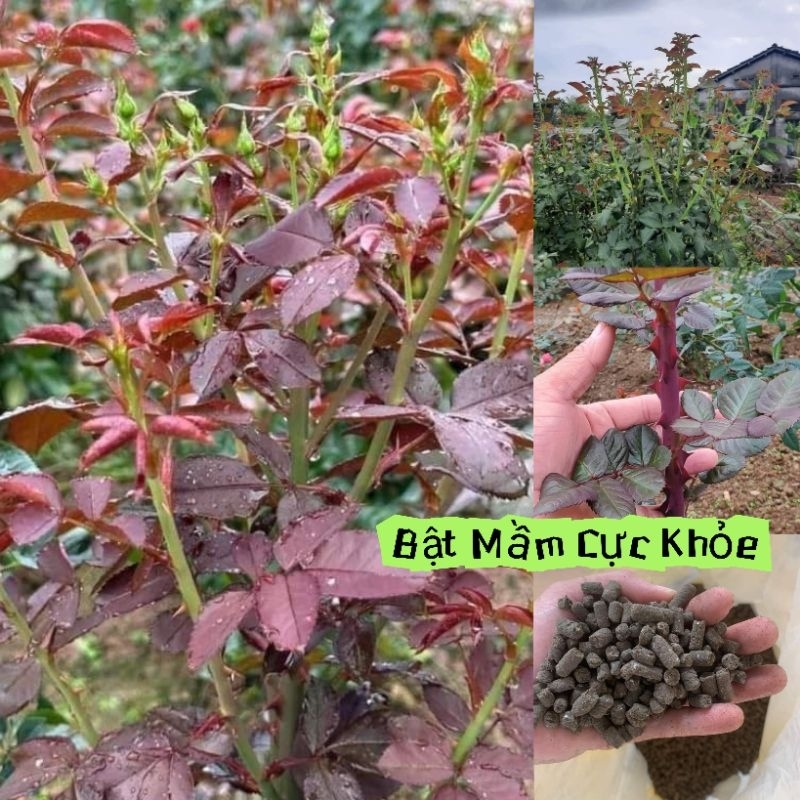 Phân Bón Hữu Cơ Viên Nén Nhật Cực Chất Lượng Loại 1