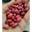 Lạc đỏ quê, lạc sống