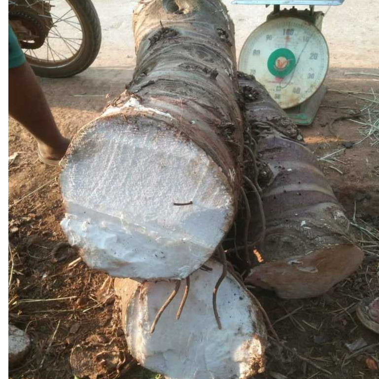 [Combo 10kg]-Củ Ráy Rừng(Bạc Hà Núi)Tây bắc | Shopee Việt Nam