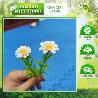 100g - 500g điểm cúc hoạ mi , cúc tana nhựa 💥 điểm cúc tana💥