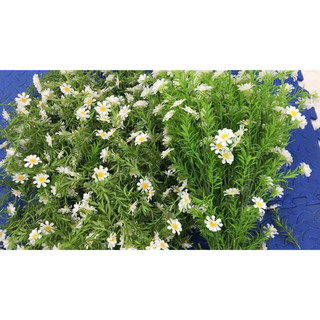 100g - 500g điểm cúc hoạ mi , cúc tana nhựa 💥 điểm cúc tana💥