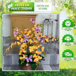 tiểu hồ điệp 12b cành thân 2 da cao su 💥cành lan tiểu hồ điệp 12b , cành 2 nhánh💥