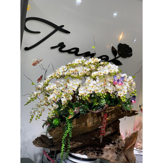 tiểu hồ điệp 12b cành thân 2 da cao su 💥cành lan tiểu hồ điệp 12b , cành 2 nhánh💥