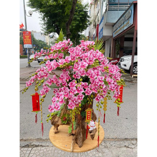tiểu hồ điệp 12b cành thân 2 da cao su 💥cành lan tiểu hồ điệp 12b , cành 2 nhánh💥
