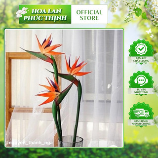 hoa thiên điểu cao su 💥thiên điểu cao cấp💥