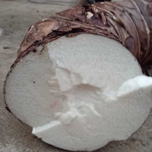 [Combo 10kg]-Củ Ráy Rừng(Bạc Hà Núi)Tây bắc | Shopee Việt Nam