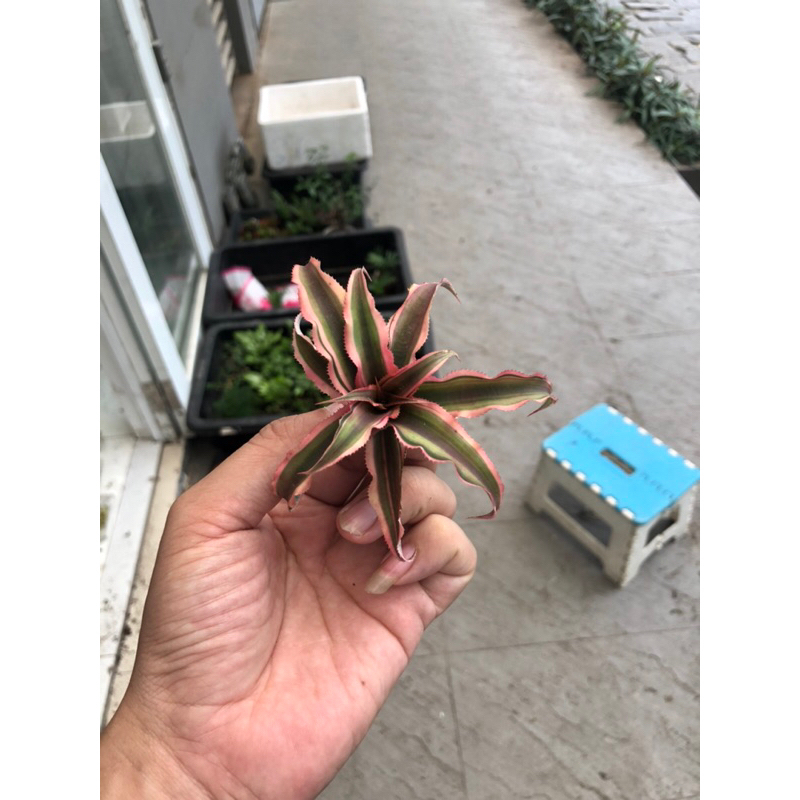 Dứa nam mỹ size trung,gắn lũa , tiểu cảnh bán cạn,terrarium