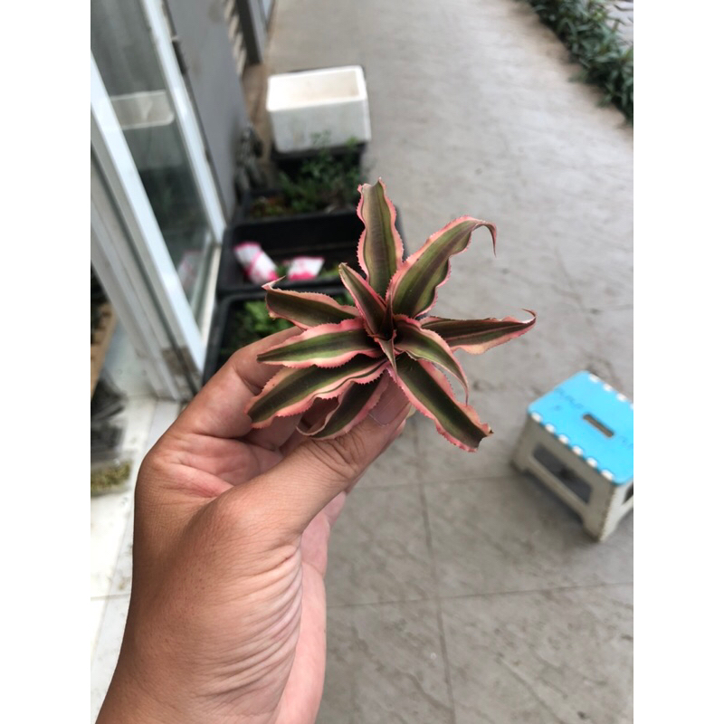 Dứa nam mỹ size trung,gắn lũa , tiểu cảnh bán cạn,terrarium