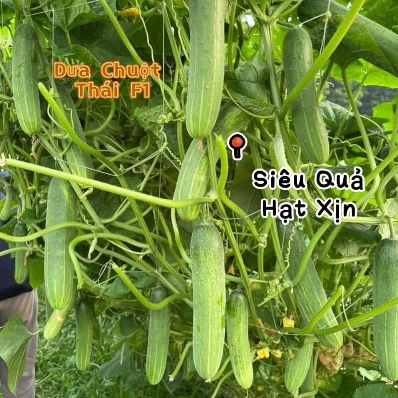 Hạt Giống Dưa Chuột 💥Siêu Trái, Dòng F1 Cực Kỳ Năng Suất