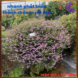 Cẩm tú mai chậu hoa siêu dễ trồng dễ uốn bonsai 🎁 SHOP PP ONLINE CLICK 24 GIỜ