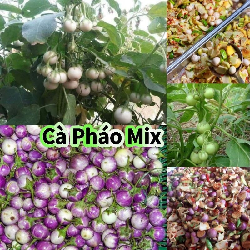 💥 Hạt giống cà pháo trộn sẵn các màu 1gam 💢 Dòn Ngon💥 Cực kỳ Năng Suất