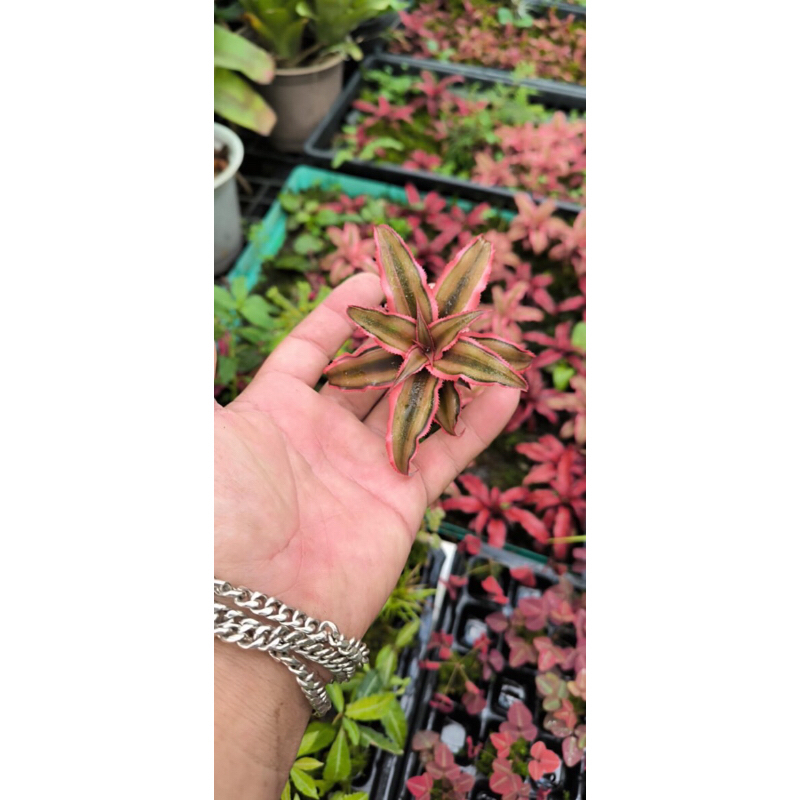 Dứa nam mỹ size trung,gắn lũa , tiểu cảnh bán cạn,terrarium