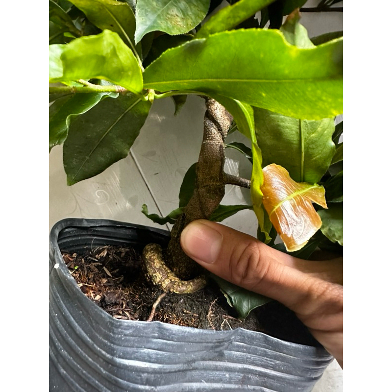 -Hoa mai Cúc Hoàng Đế(Cúc nhuỵ đỏ)_cây chơi tết