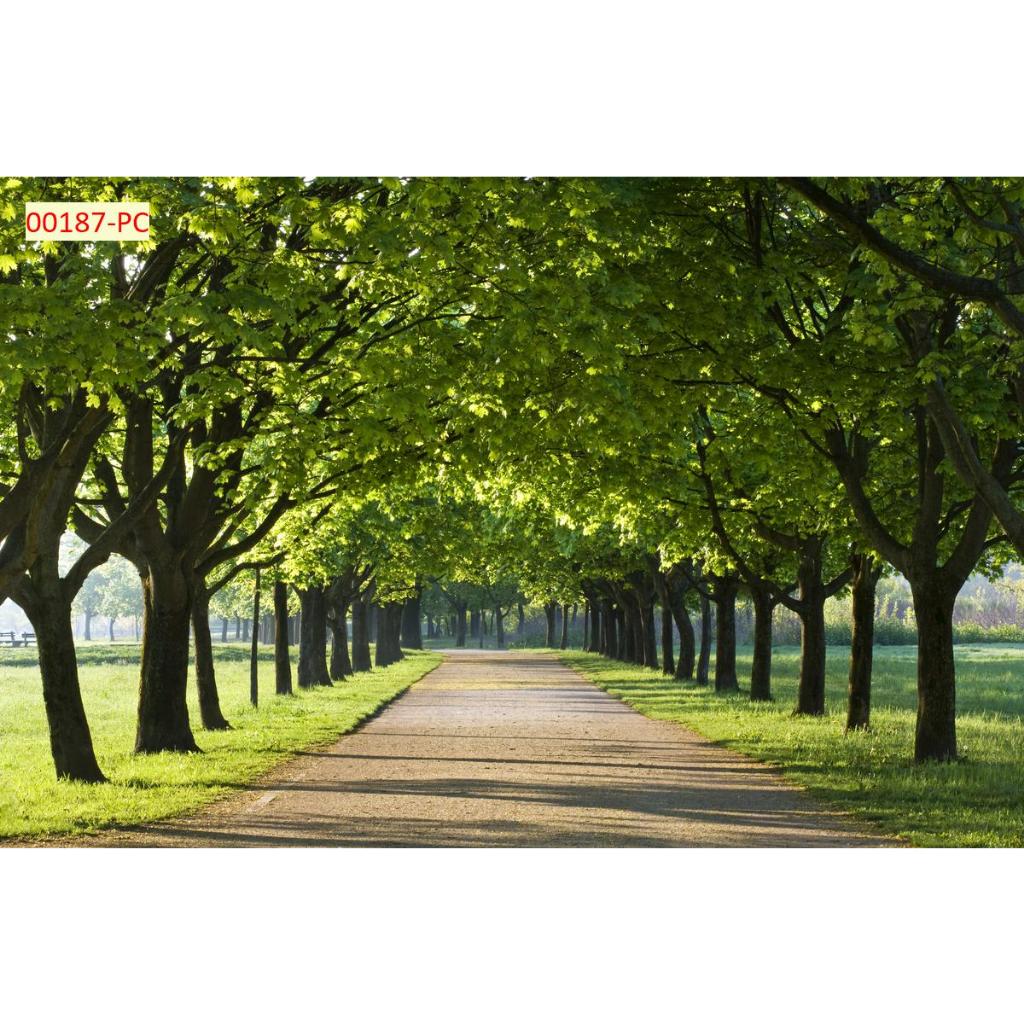 Tranh phong cảnh lối đi giữa hàng cây xanh tuyệt đẹp. Tranh lụa 3D
