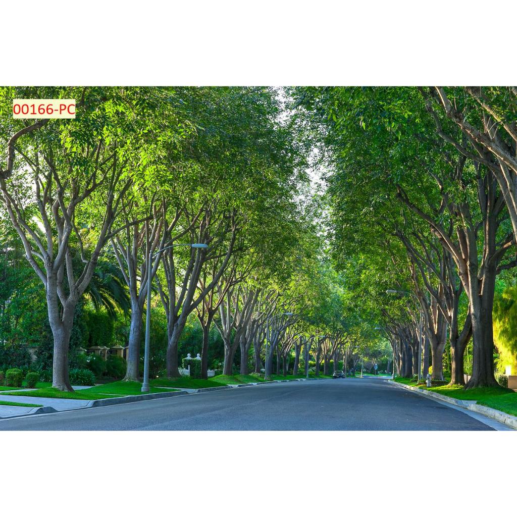 Tranh phong cảnh lối đi giữa hàng cây xanh tuyệt đẹp. Tranh lụa 3D