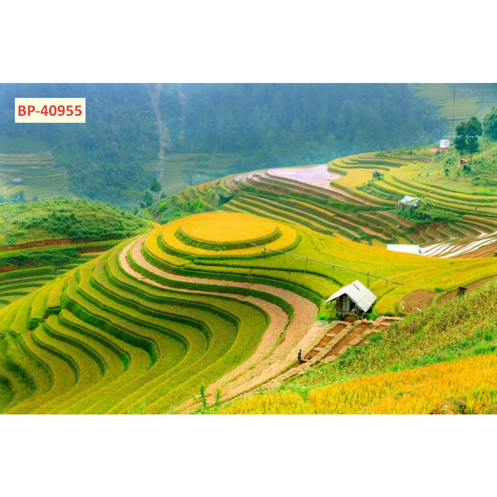Tranh lụa trang trí phong cảnh ruộng bậc thang núi rừng Tây Bắc đẹp