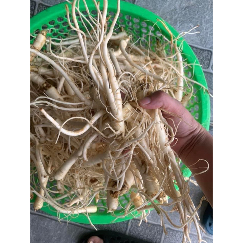 Set 8 vị đại bổ thận dương ( Sâm cát cánh,sâm tiên mao,sâm cau đỏ ,lá dâm dương hoắc, lên bình cực chất giá cực mềm 2kg