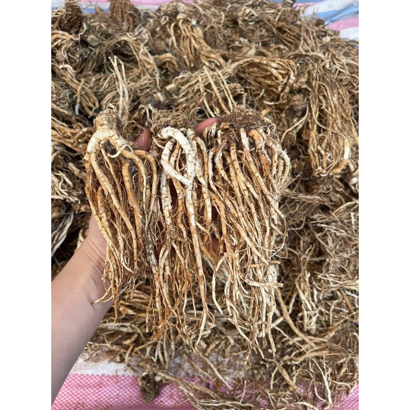 Sâm đương quy khô(Sâm quy sấy khô nguyên củ to ,thơm phức)nấu canh ,hãm trà,ngâm tửu cực chất