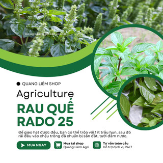 Hạt Giống Quế Lá To RADO 25 (Gói 10g~5000 Hạt) Rạng Đông, Thu Hoạch Nhiều Lần, Trồng Quanh Năm