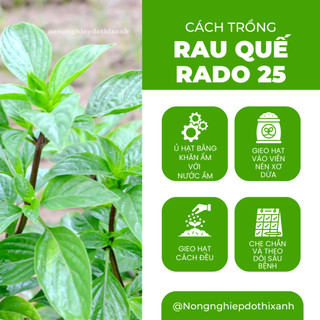 Hạt Giống Quế Lá To RADO 25 (Gói 10g~5000 Hạt) Rạng Đông, Thu Hoạch Nhiều Lần, Trồng Quanh Năm