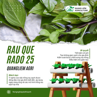 Hạt Giống Quế Lá To RADO 25 (Gói 10g~5000 Hạt) Rạng Đông, Thu Hoạch Nhiều Lần, Trồng Quanh Năm