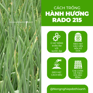 Hạt Giống Hành Hương Chịu Nhiệt RADO 215 (Gói 2g~600 Hạt) Rạng Đông Sinh Trưởng Mạnh Trồng Quanh Năm