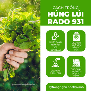 Hạt Giống Húng Lủi RADO 931 (Gói 0,2gram~700 Hạt) Rạng Đông, Thu Hoạch Nhiều Lần,Trồng Quanh Năm