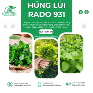 Hạt Giống Húng Lủi RADO 931 (Gói 0,2gram~700 Hạt) Rạng Đông, Thu Hoạch Nhiều Lần,Trồng Quanh Năm