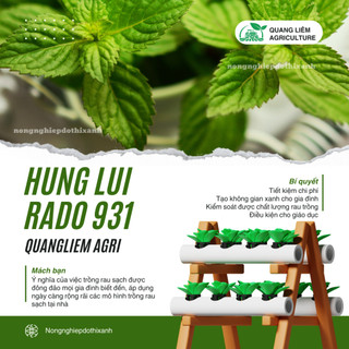 Hạt Giống Húng Lủi RADO 931 (Gói 0,2gram~700 Hạt) Rạng Đông, Thu Hoạch Nhiều Lần,Trồng Quanh Năm