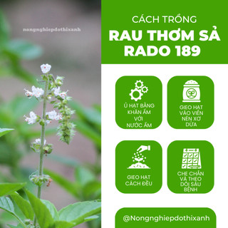 Hạt Giống Rau Thơm Sả (É Trắng) RADO 189 (Gói 5g~2000 Hạt) Rạng Đông, Sinh Trưởng Khỏe, Quanh Năm