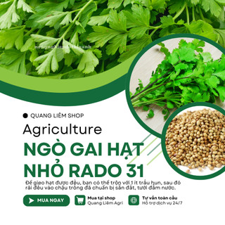 Hạt Giống Ngò Hạt Nhỏ RADO 31 (Gói 20g~3000 Hạt) Rạng Đông, Ngò Rí Dễ Chăm, Kháng Bệnh Tốt Quanh Năm
