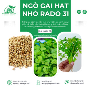Hạt Giống Ngò Hạt Nhỏ RADO 31 (Gói 20g~3000 Hạt) Rạng Đông, Ngò Rí Dễ Chăm, Kháng Bệnh Tốt Quanh Năm
