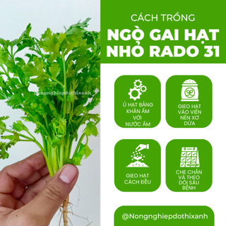 Hạt Giống Ngò Hạt Nhỏ RADO 31 (Gói 20g~3000 Hạt) Rạng Đông, Ngò Rí Dễ Chăm, Kháng Bệnh Tốt Quanh Năm