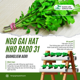 Hạt Giống Ngò Hạt Nhỏ RADO 31 (Gói 20g~3000 Hạt) Rạng Đông, Ngò Rí Dễ Chăm, Kháng Bệnh Tốt Quanh Năm