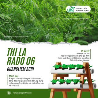 Hạt Giống Thì Là RADO 06 (Gói 5g~2400 Hạt) Rạng Đông, Sinh Trưởng Mạnh Thu Hoạch Nhiều Lần Quanh Năm