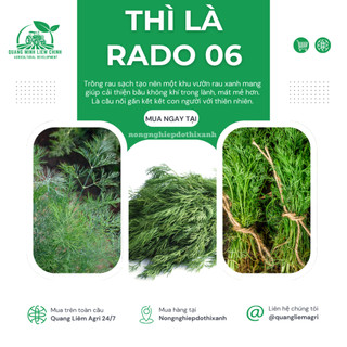 Hạt Giống Thì Là RADO 06 (Gói 5g~2400 Hạt) Rạng Đông, Sinh Trưởng Mạnh Thu Hoạch Nhiều Lần Quanh Năm