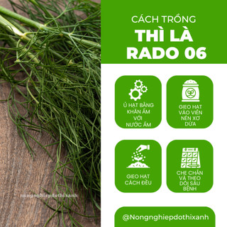 Hạt Giống Thì Là RADO 06 (Gói 5g~2400 Hạt) Rạng Đông, Sinh Trưởng Mạnh Thu Hoạch Nhiều Lần Quanh Năm